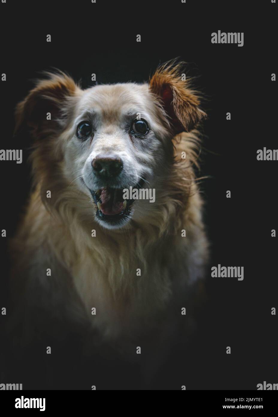 A vertical portrait of a Kokoni dog smiling on a dark background of a studio Stock Photo