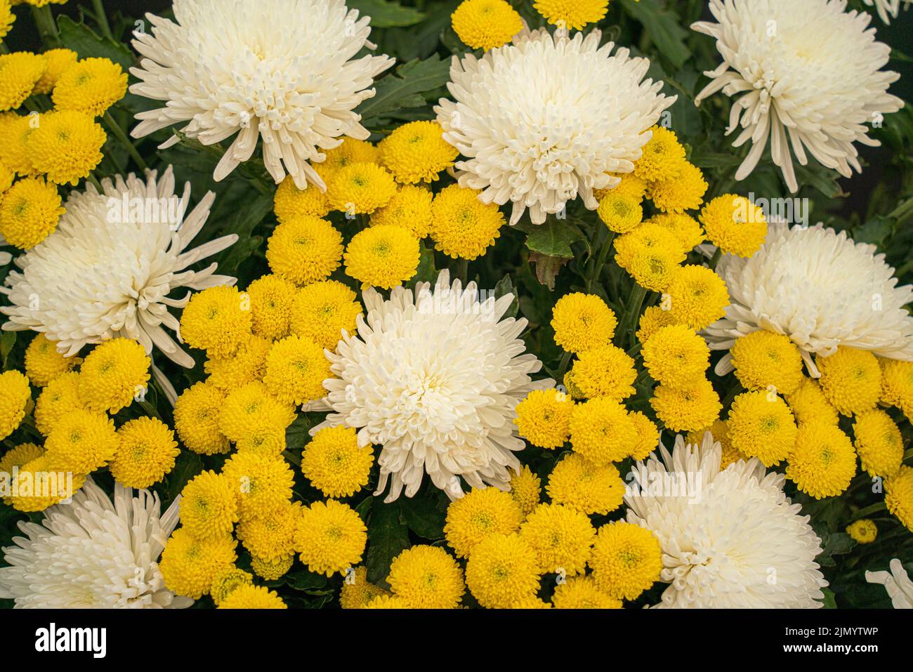 Chrysanthemum Billy Bell, white ball type, beautiful, trouble-free blooms, ultimate, all-rounders, jumbo blooms, Classic globe-shaped chrysanthemums. Stock Photo