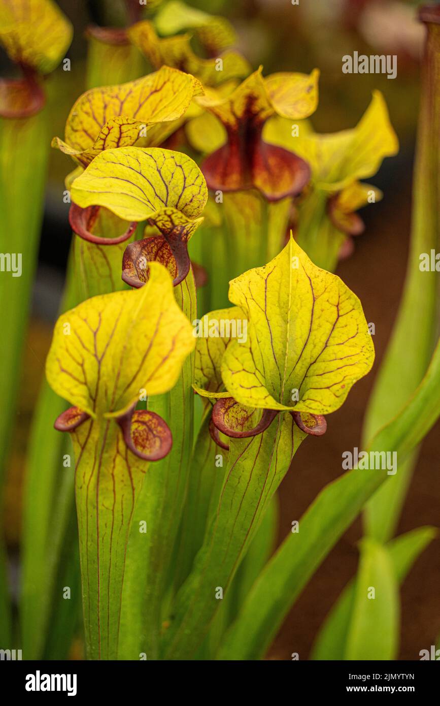 Sarracenia oreophila, green pitcher plant, carnivorous plant, genus, modified leaves, green pitcher plant, pitfall traps, prey, veining, yellow flower Stock Photo