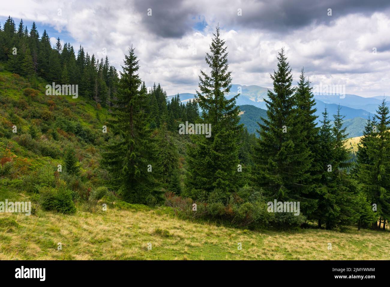 trees on the grassy meadow. beautiful nature scene on a cloudy afternoon. scenic mountain landscape in summer. view in to the distant open vista with Stock Photo