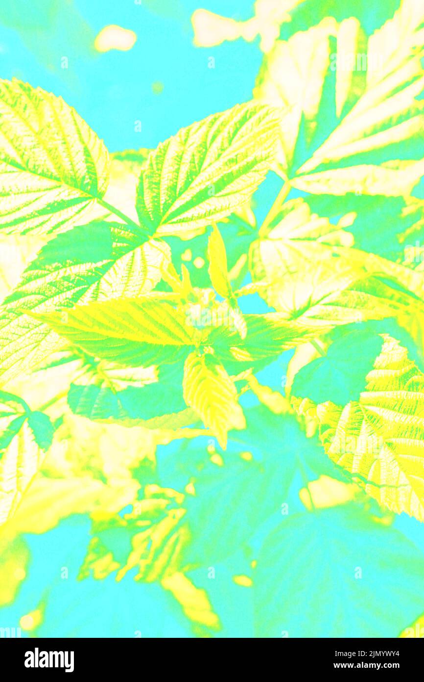 Raspberry Bush Color Typical common leafy summer raspberry bush growing in the sunny meadow ...