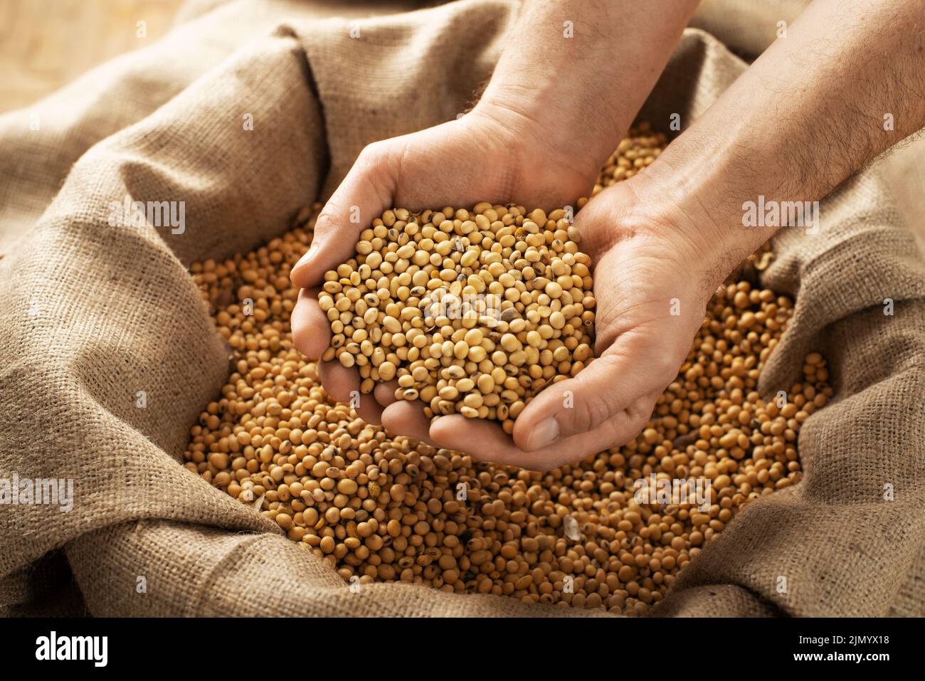 Caucasian male showing soybeans in his hands over burlap sack Stock Photo