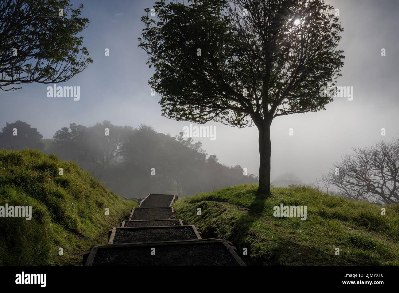 Steps and big trees in the fog. Mt Eden summit walking track, Auckland. Stock Photo