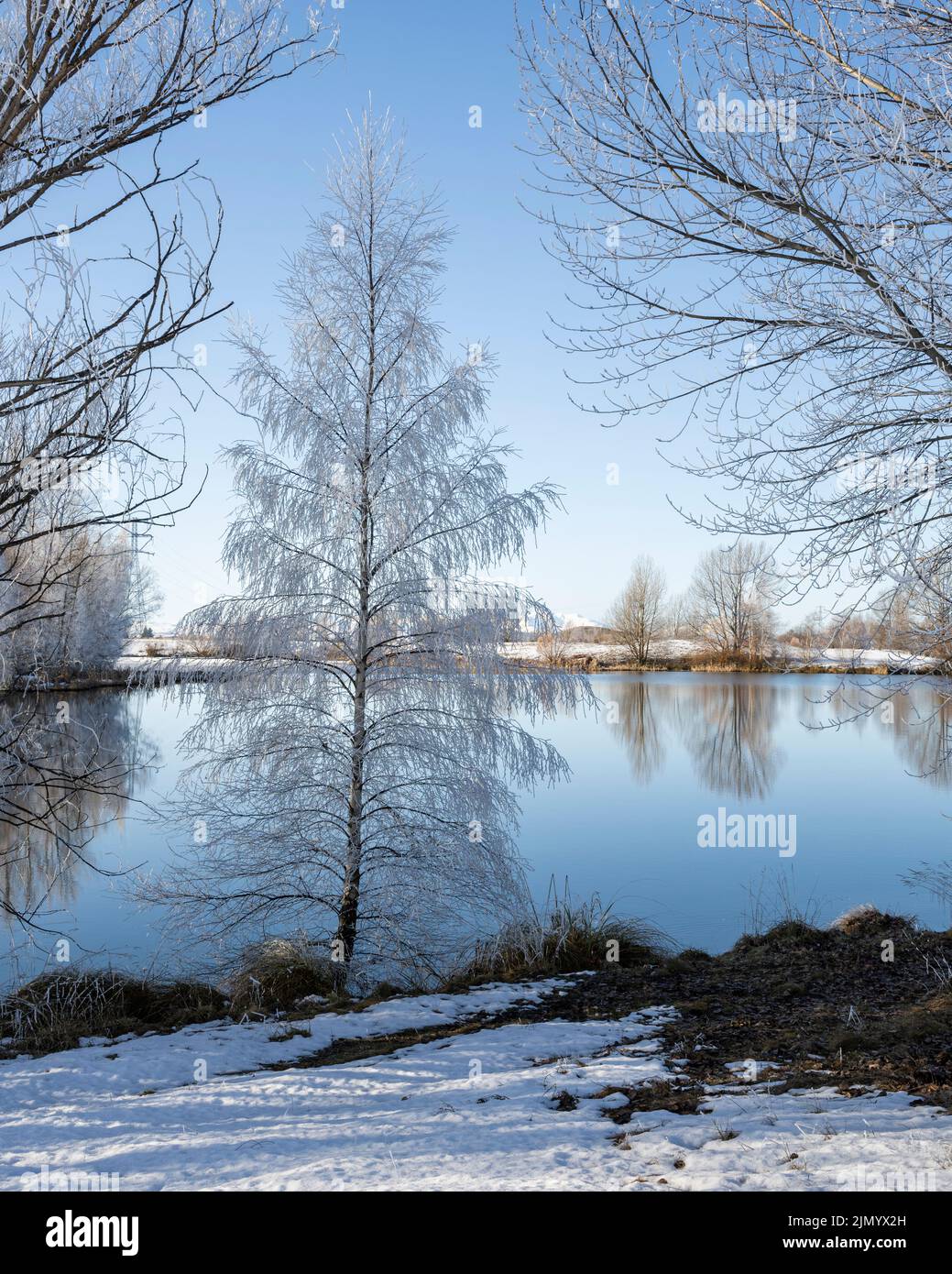 Trees covered by hoar frost at Kellands Pond, Twizel, New Zealand. Vertical format. Stock Photo