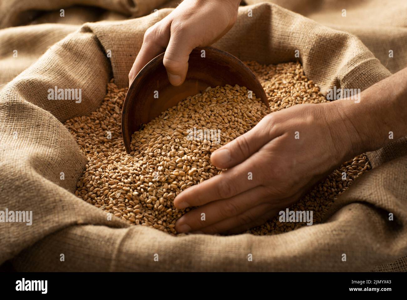 Caucasian male showing wheat grains in his hands over burlap sack Stock Photo