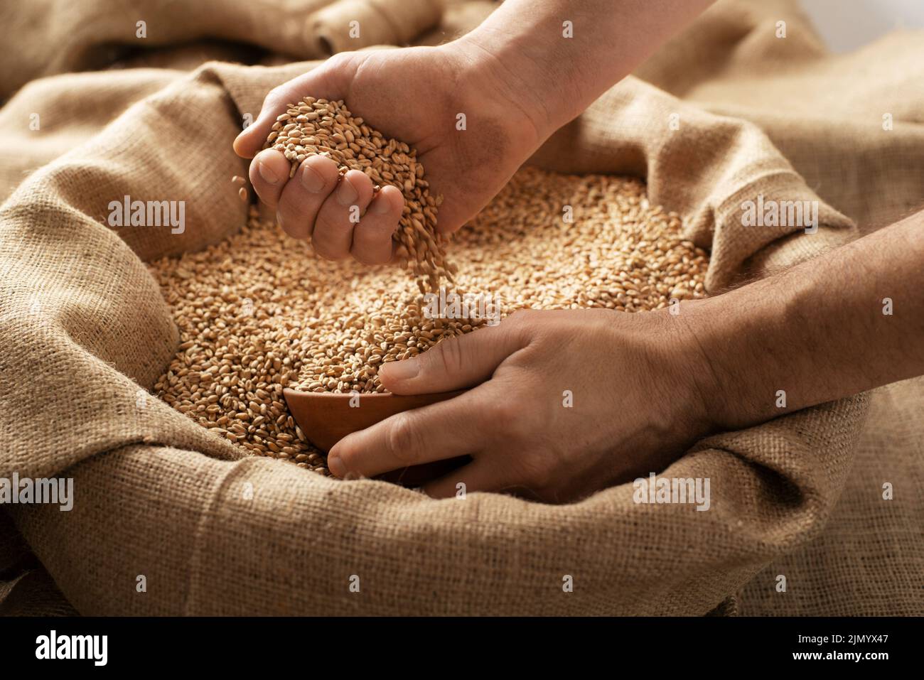 Caucasian male showing wheat grains in his hands over burlap sack Stock Photo