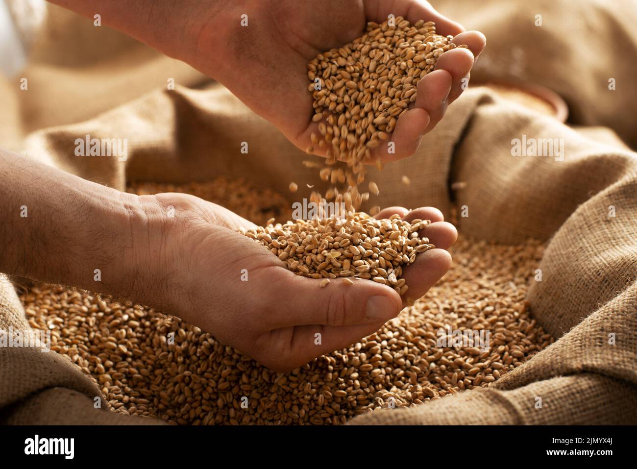 Caucasian male showing wheat grains in his hands over burlap sack Stock Photo