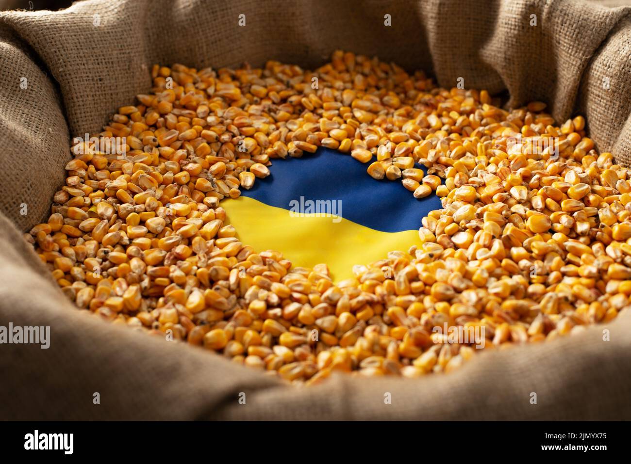 Burlap sack with corn kernels and Ukrainian flag concept Stock Photo