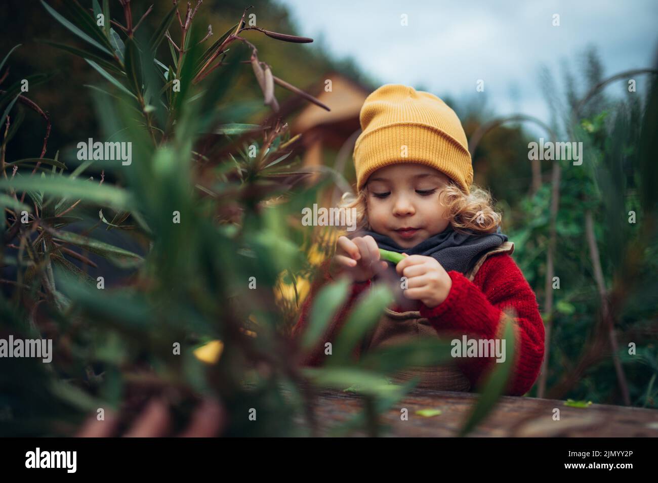 Little girl in autumn clothes eating harvested organic peas in eco garden, sustainable lifestyle. Stock Photo