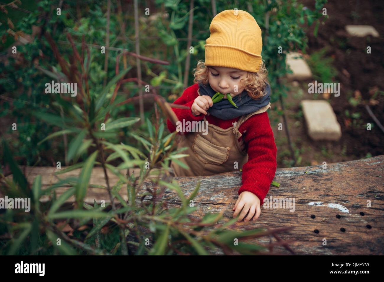 Little girl eating harvested organic peas in eco garden, sustainable lifestyle concept. Stock Photo