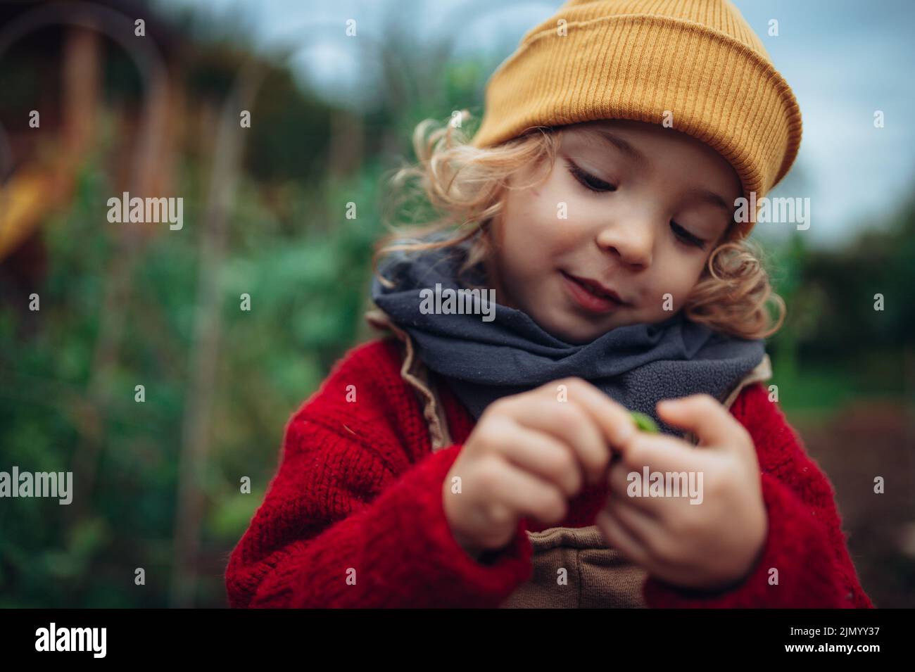 Little girl eating harvested organic peas in eco garden, sustainable lifestyle. Stock Photo