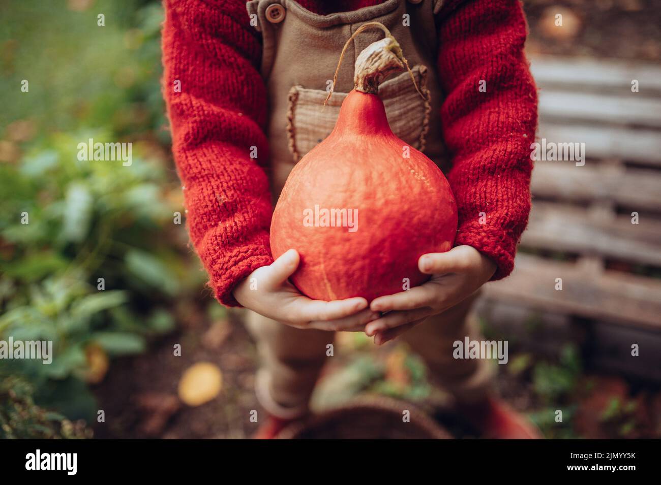 Close-up of little girl in autumn clothes harvesting organic pumpkin in her basket, sustainable lifestyle. Stock Photo
