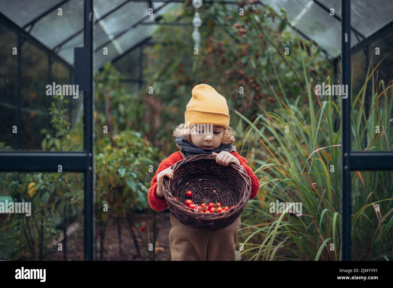 Little girl harvesting bio tomatoes in her basket in family greenhouse. Autumn atmosphere. Stock Photo