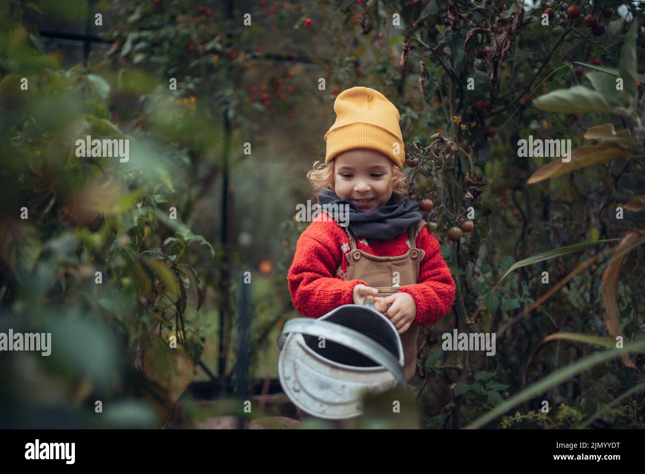 Little girl in autumn clothes watering bio tomatoes in family greenhouse. Stock Photo