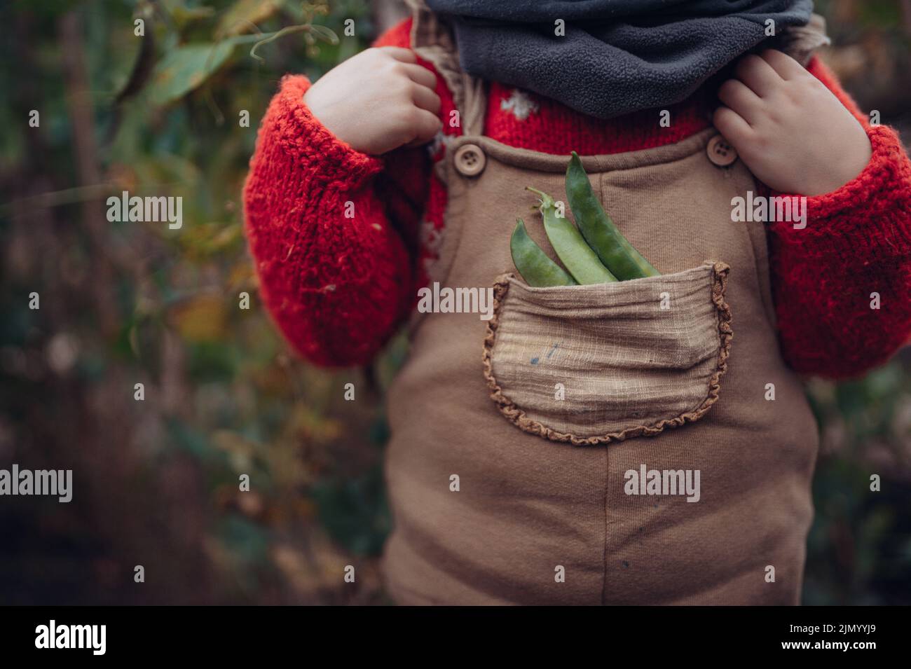 Close-up of little girl with bio peace from their garden in her pocket. Autumn atmosphere. Stock Photo