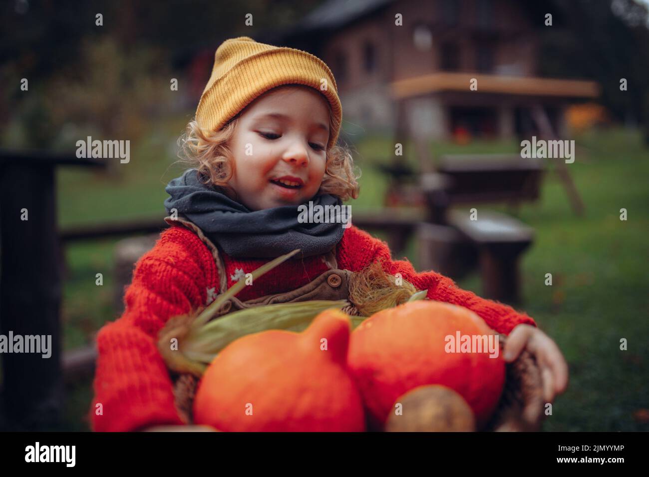Little girl in autumn clothes harvesting organic pumpkin in her basket, sustainable lifestyle. Stock Photo