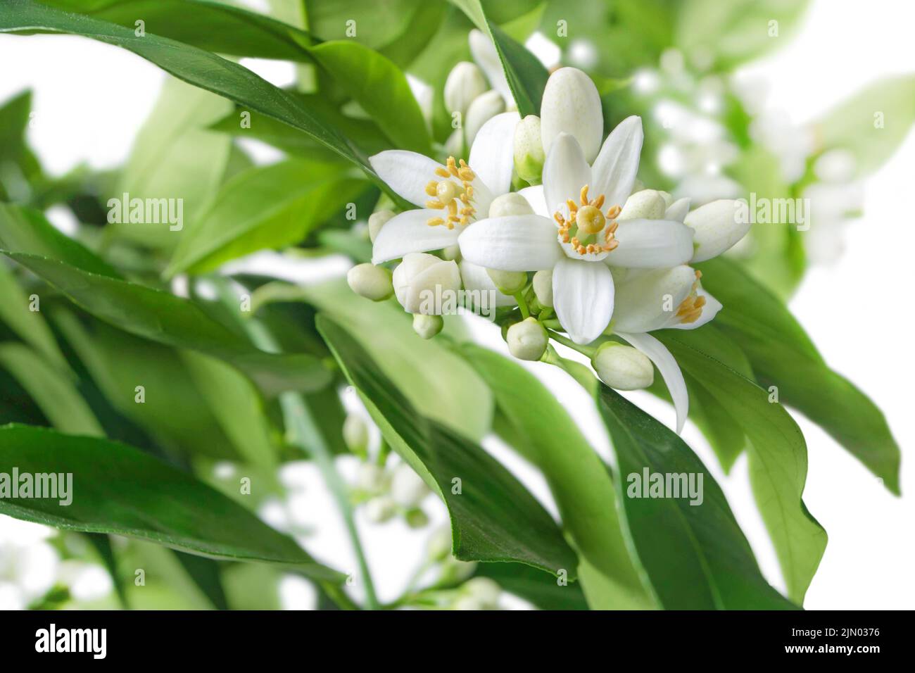 Orange tree branches with flowers, buds and leaves isolated on white. Neroli citrus white bloom. Stock Photo