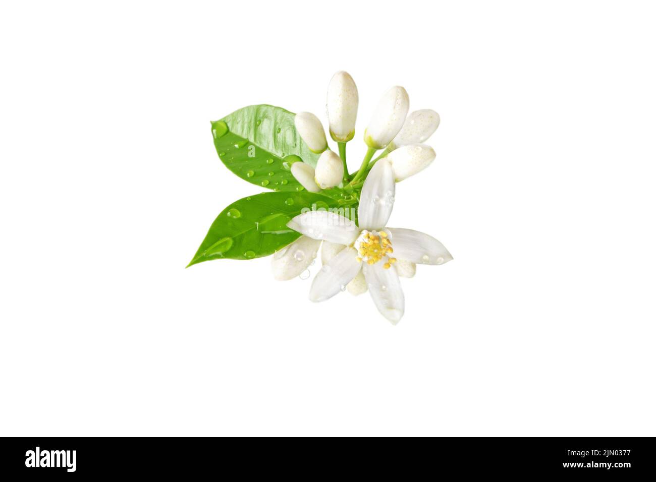 Orange tree bunch with white flowers, buds and leaves and water drops isolated on white. Neroli blossom. Citrus bloom. Stock Photo