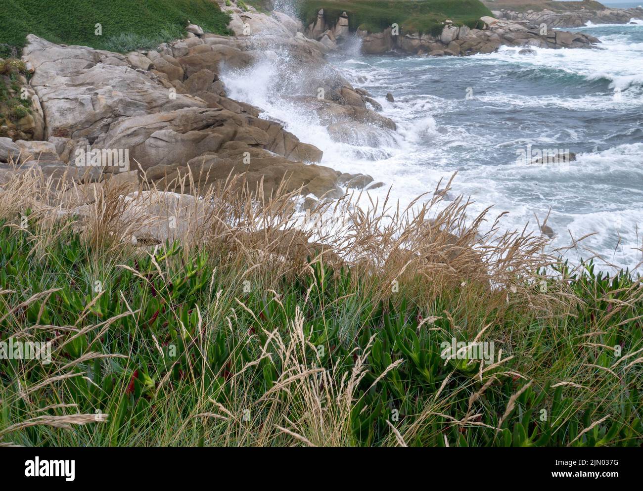 Festuca rubra grass or red fescue or creeping red fescue plants on the cliff above the sea near Burela,Galicia, Spain Stock Photo