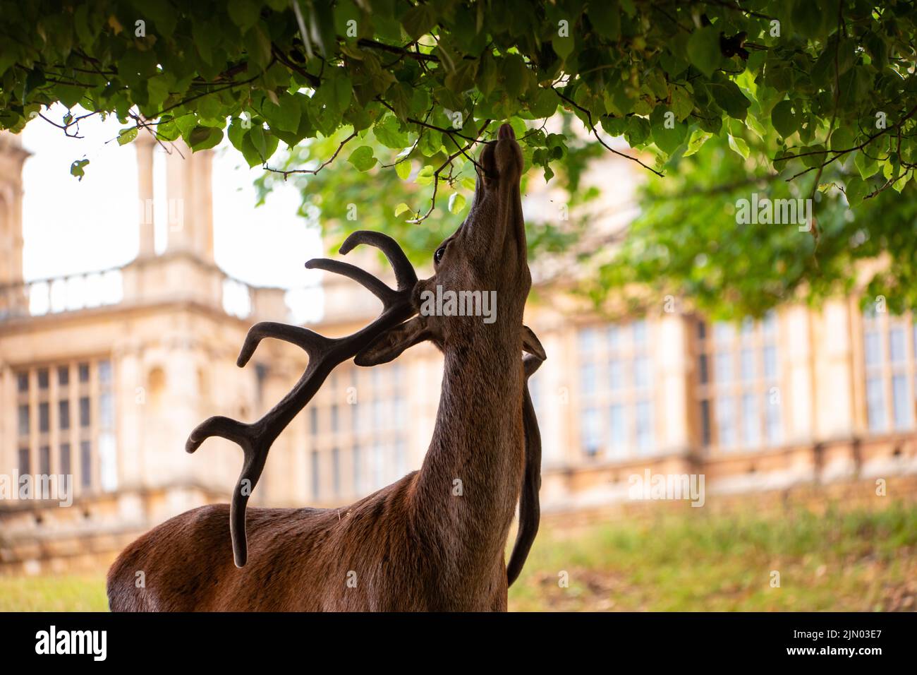 A red deer feeding on  oak tree leaves as the grass is parched from the drought and hot summer Stock Photo