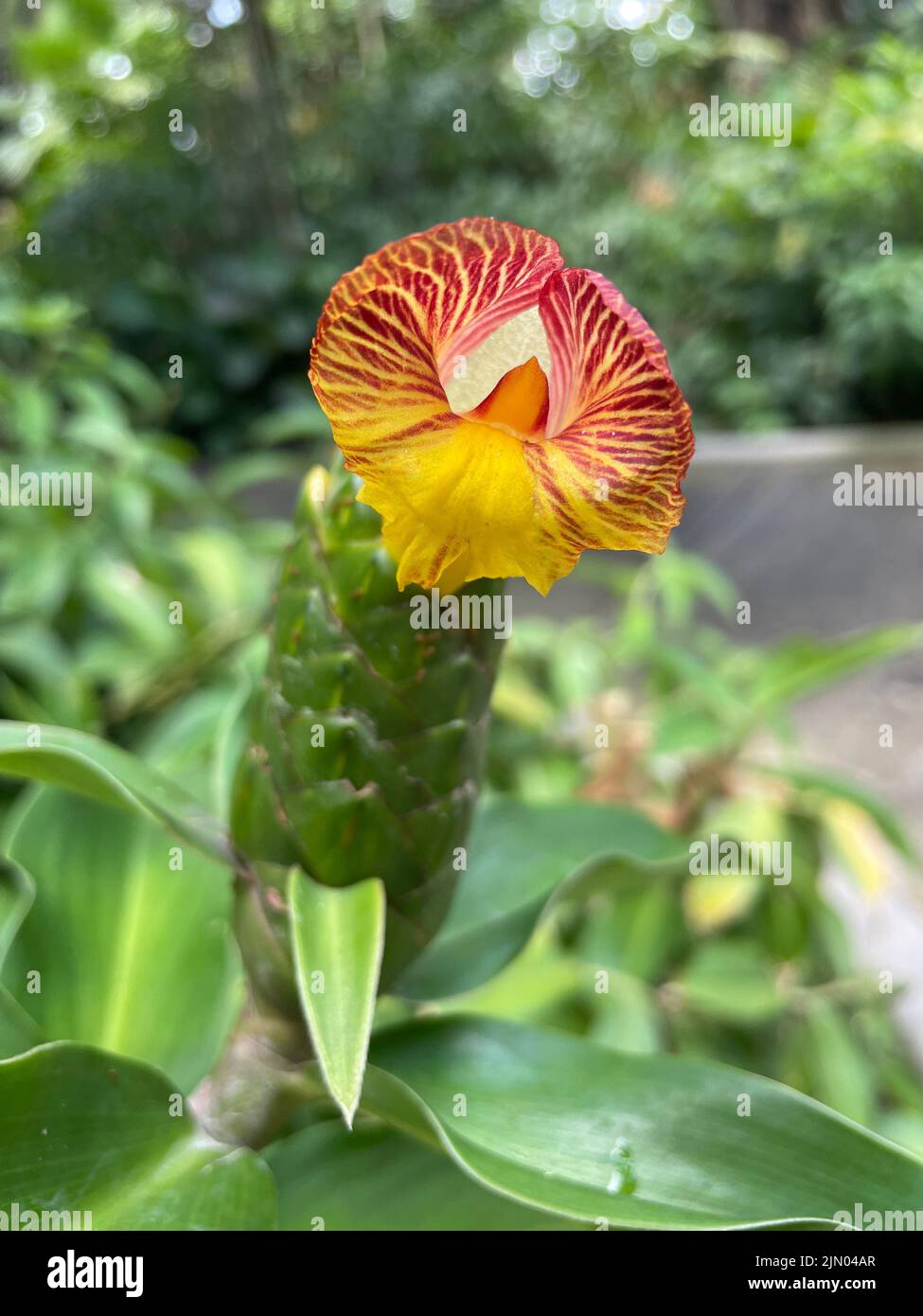 A vertical shot of an exotic Canna tuerckheimii flower Stock Photo