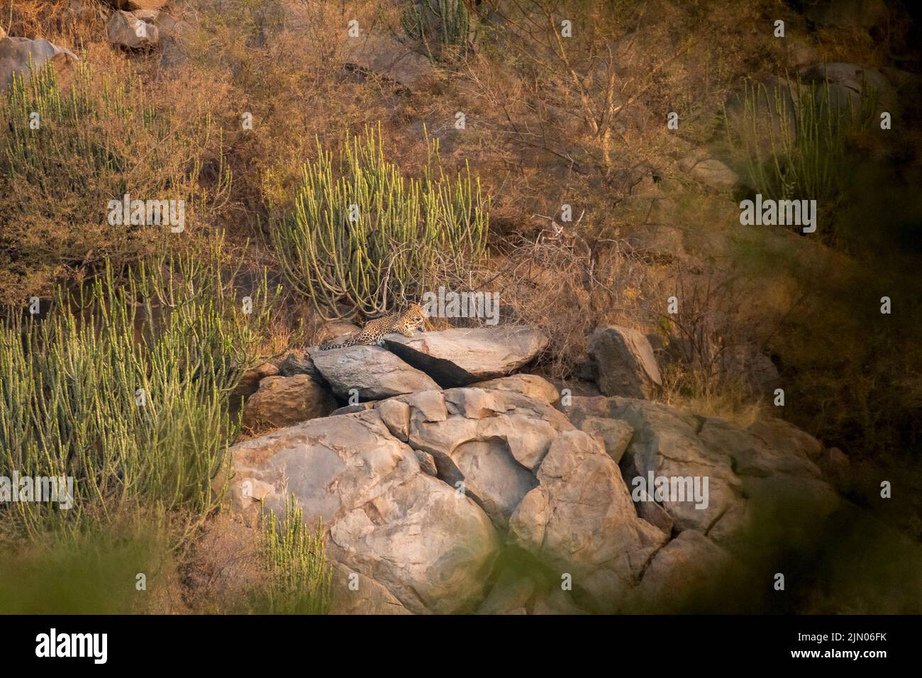 wild leopard or panther resting on big rock with scenic landscape view and habitat at hill or mountains in outdoor wildlife safari at forest reserve Stock Photo