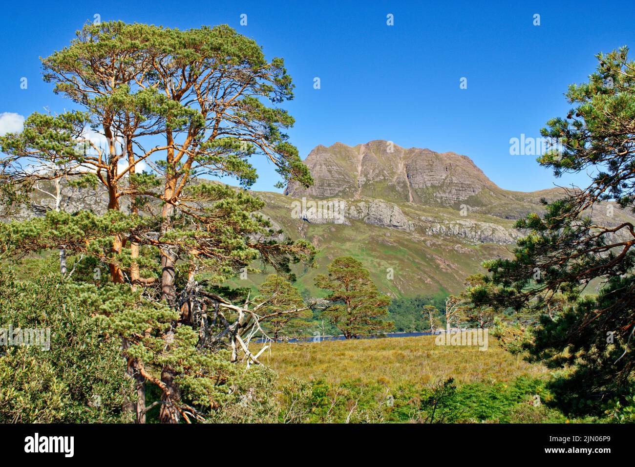 SLIOCH MOUNTAIN WESTER ROSS SCOTLAND IN SUMMER AND LARGE OLD SCOTS PINE TREES Pinus sylvestris Stock Photo