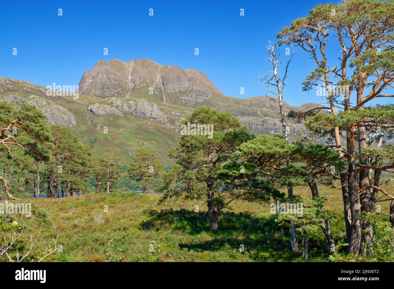 SLIOCH MOUNTAIN WESTER ROSS SCOTLAND IN SUMMER AND OLD SCOTS PINE TREES Pinus sylvestris Stock Photo
