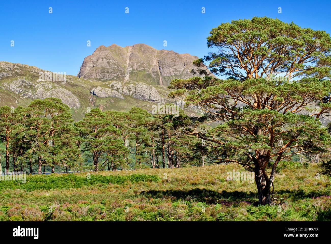 SLIOCH MOUNTAIN WESTER ROSS SCOTLAND IN SUMMER LARGE SCOTS PINE TREES Pinus sylvestris Stock Photo