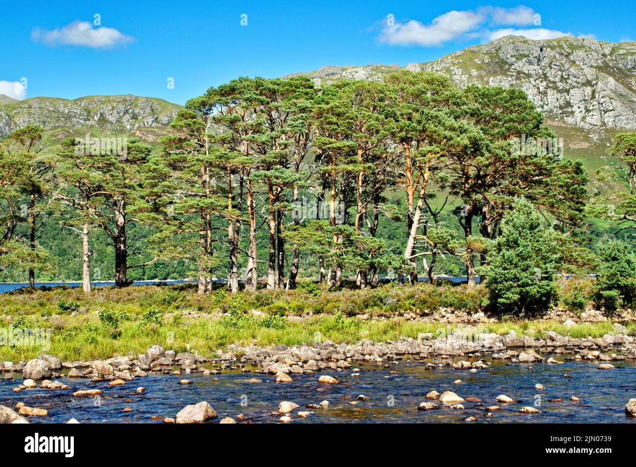 SLIOCH MOUNTAIN WESTER ROSS SCOTLAND IN SUMMER ON AN ISLAND BY A STREAM SCOTS PINE TREES Pinus sylvestris Stock Photo