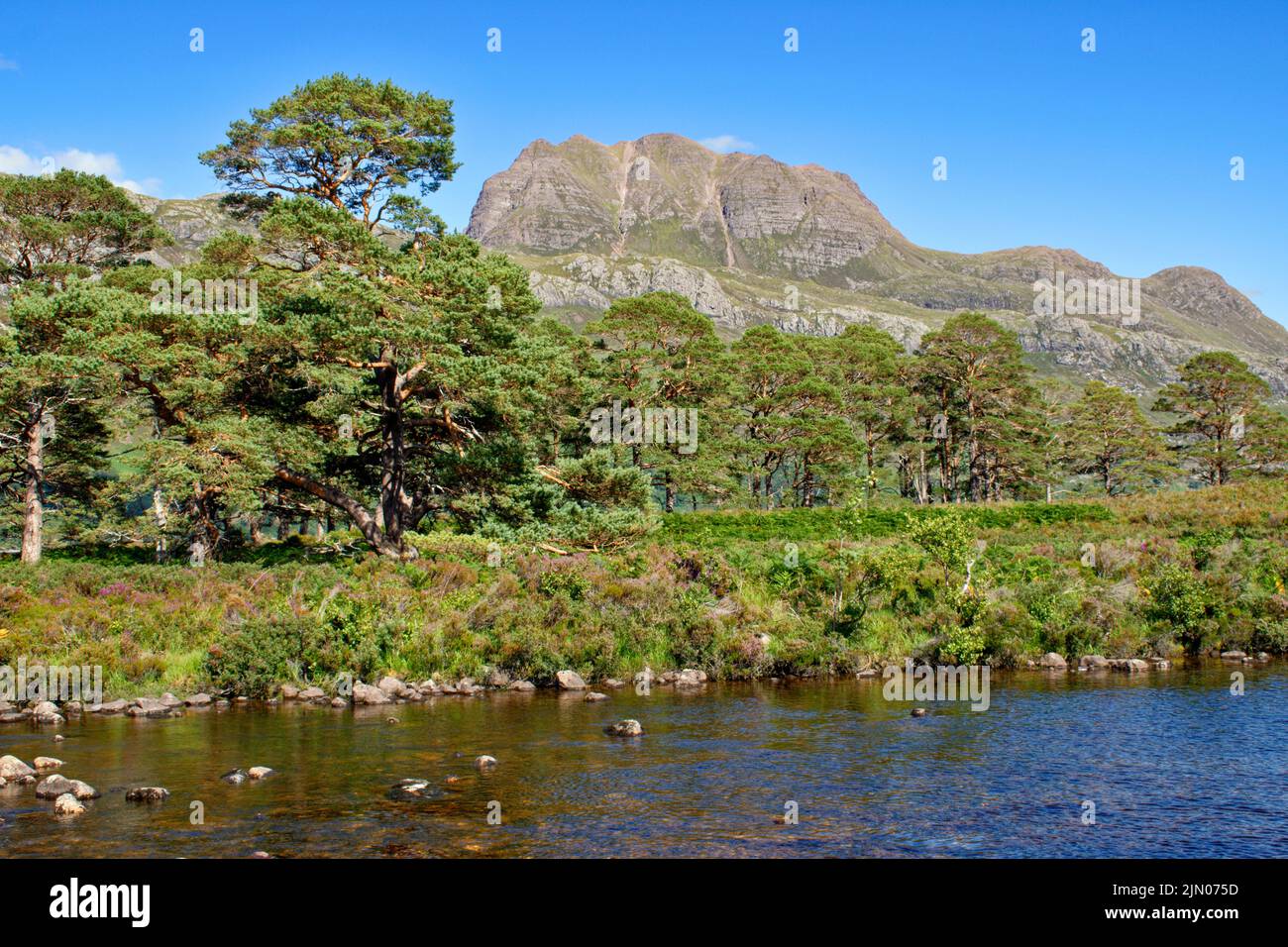 SLIOCH MOUNTAIN WESTER ROSS SCOTLAND IN SUMMER RIVER GRUDIE SCOTS PINES Pinus sylvestris AND PURPLE HEATHER Stock Photo