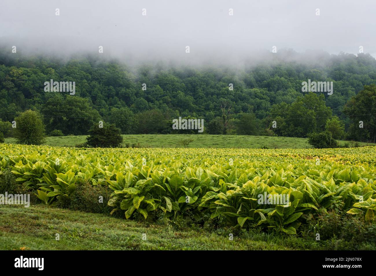 Foggy Burley Tobacco Farm Field - Monterey - Kentucky Stock Photo