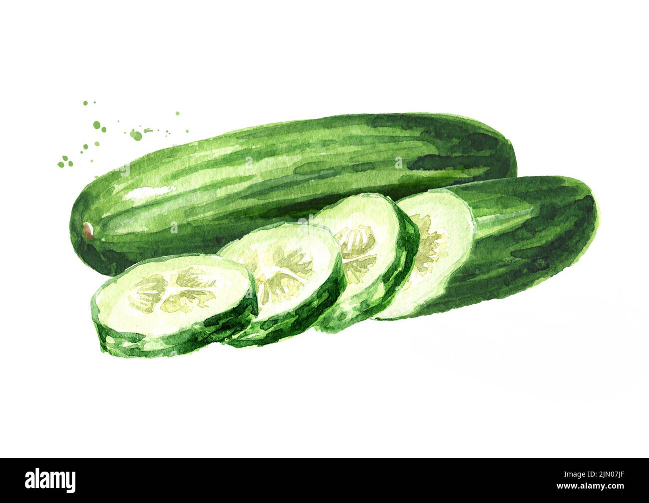 Green whole and cut Cucumber, Watercolor hand drawn illustration