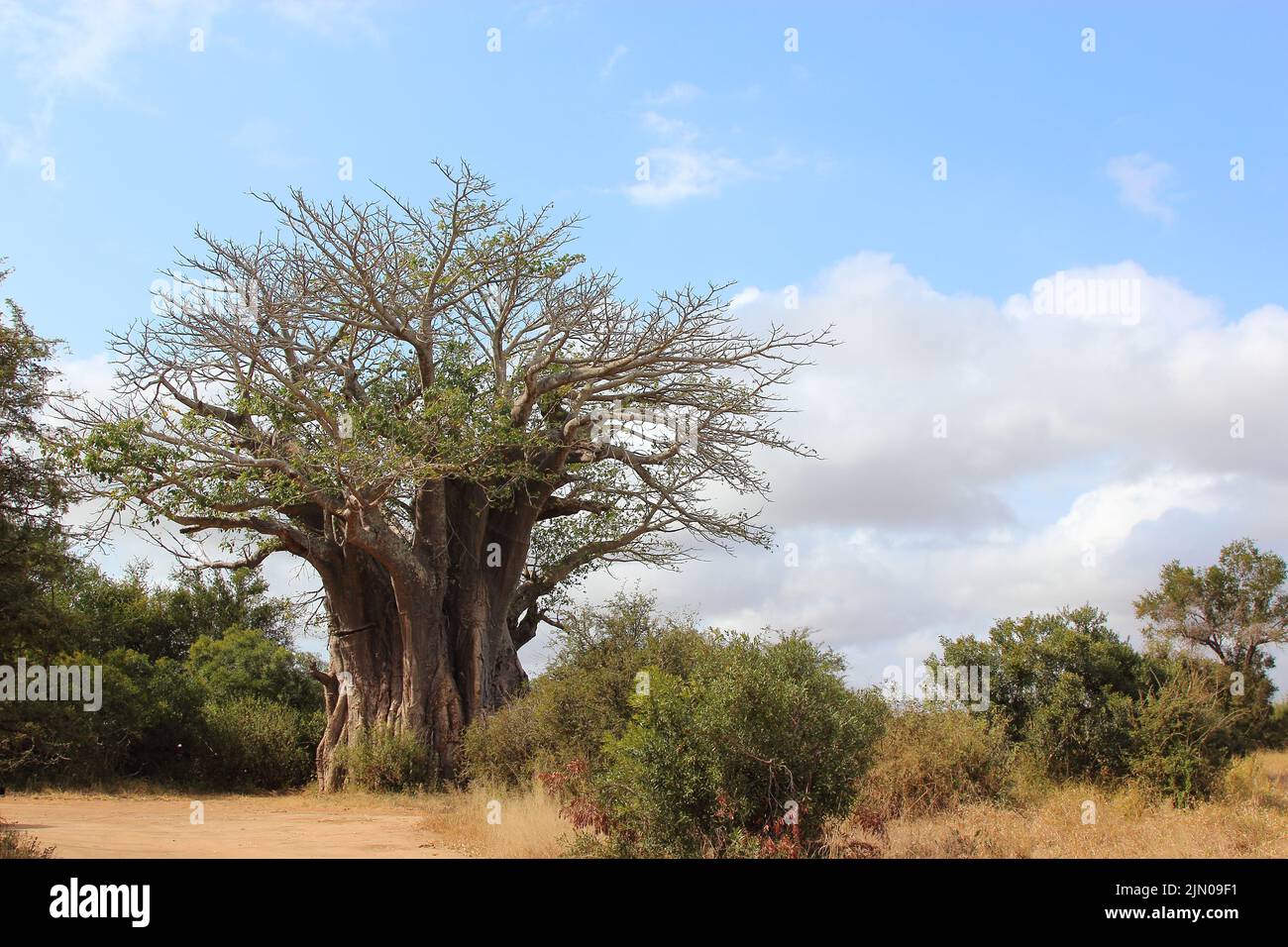 Affenbrotbaum / Baobab / Adansonia digitata Stock Photo - Alamy