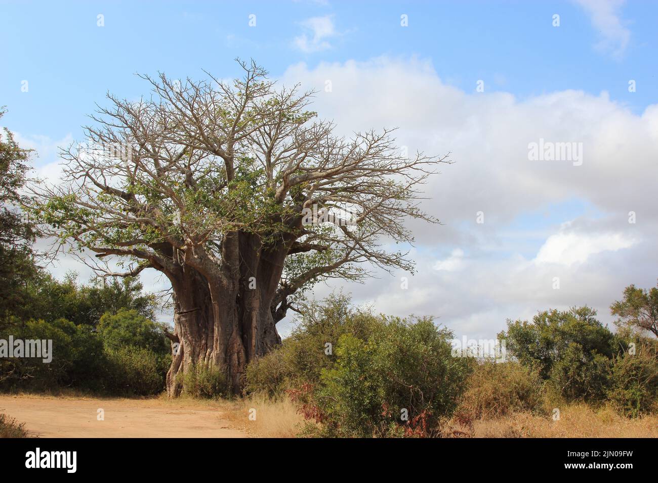 Affenbrotbaum / Baobab / Adansonia digitata Stock Photo Alamy