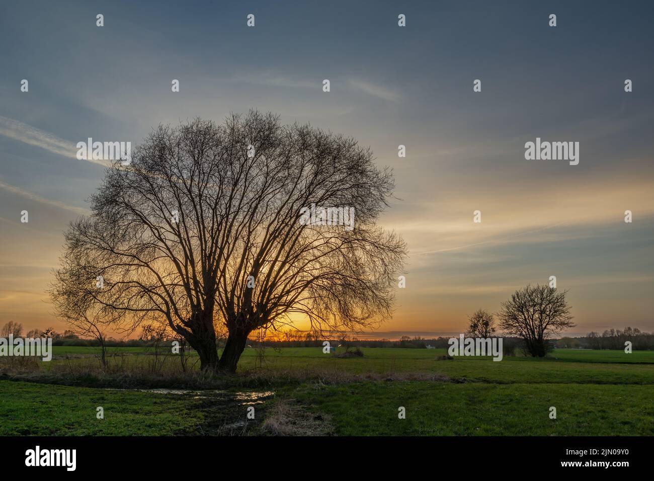 Sunset behind a tree without leaves in the green meadow, spring evening Stock Photo