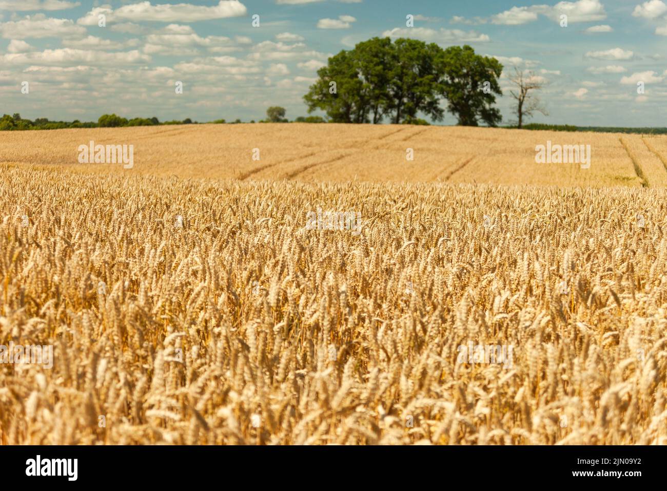 Big trees behind a huge wheat field, summer rural view Stock Photo