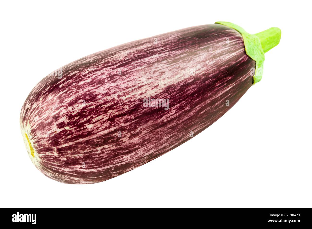 Jiló (Scarlet eggplant) is a fruit known for its bitter taste, widely  consumed in Brazil in the form of a salad or fried with salt Stock Photo -  Alamy