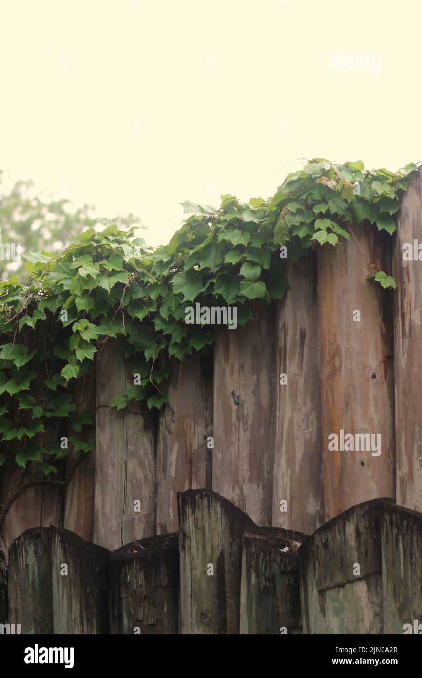 Lush ivy plants growing on top of a rustic wooden fence Stock Photo - Alamy