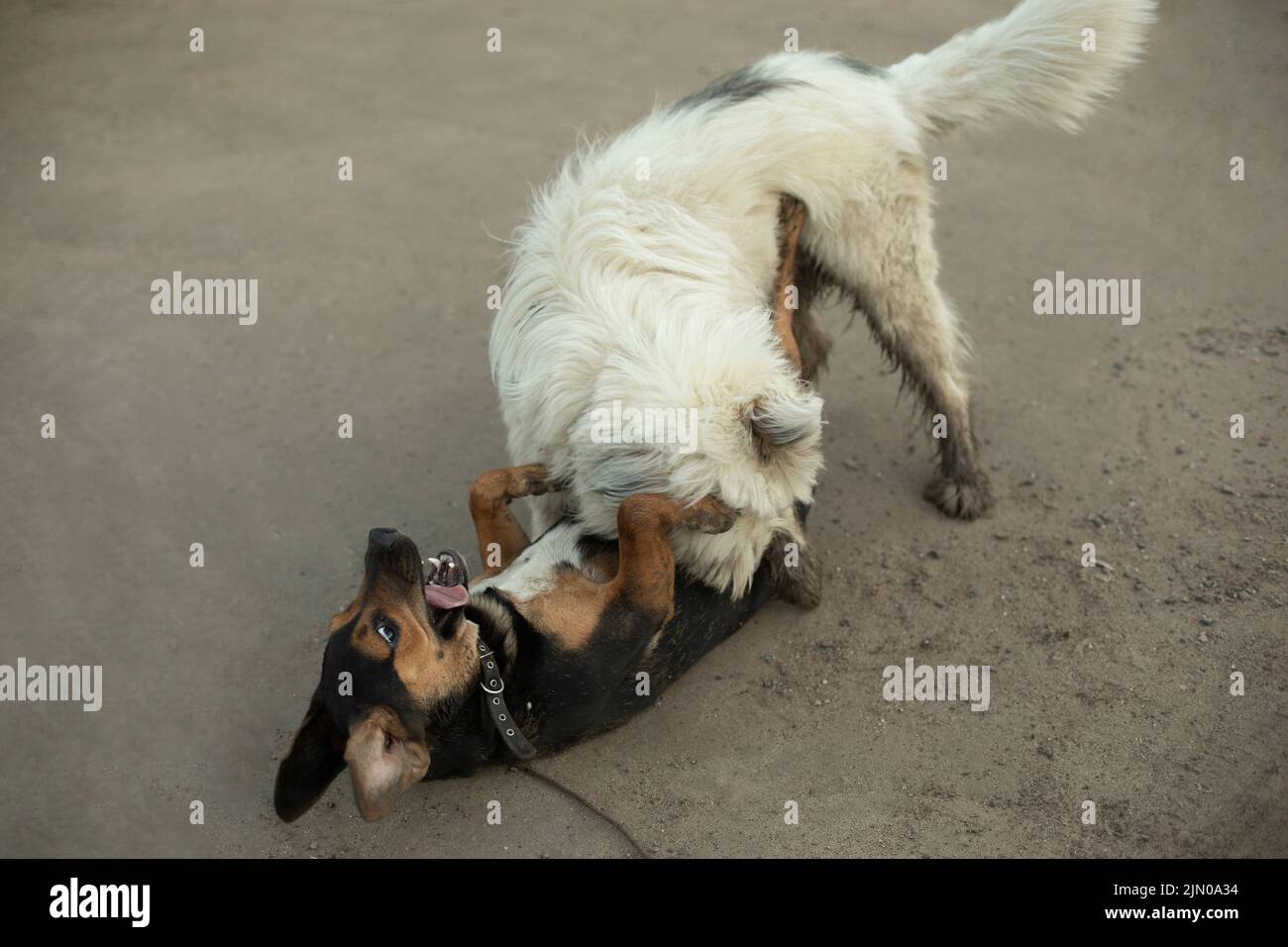 Dogs fight. Playing dogs on street. Two pets have fun playing and
