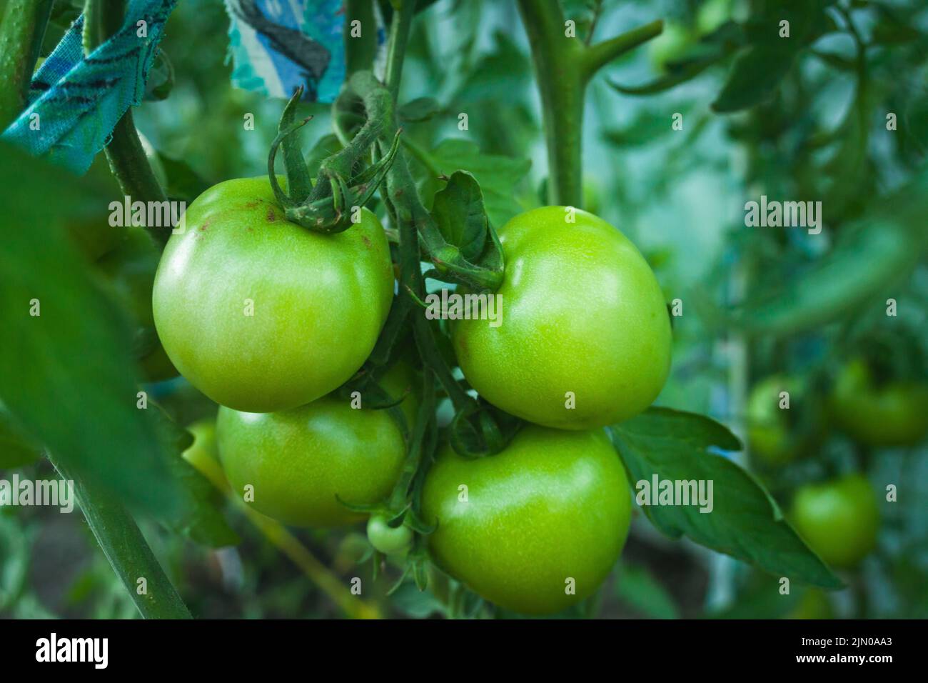 A bunch of green tomatoes hanging on the bush, summer garden view Stock Photo