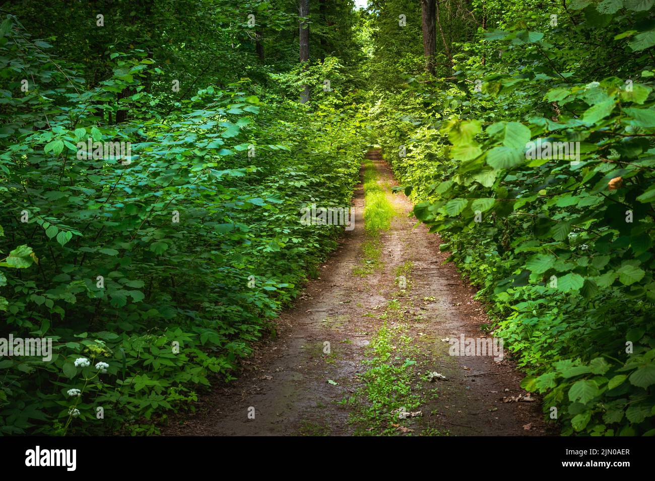 Dirt road in a thick green deciduous forest Stock Photo
