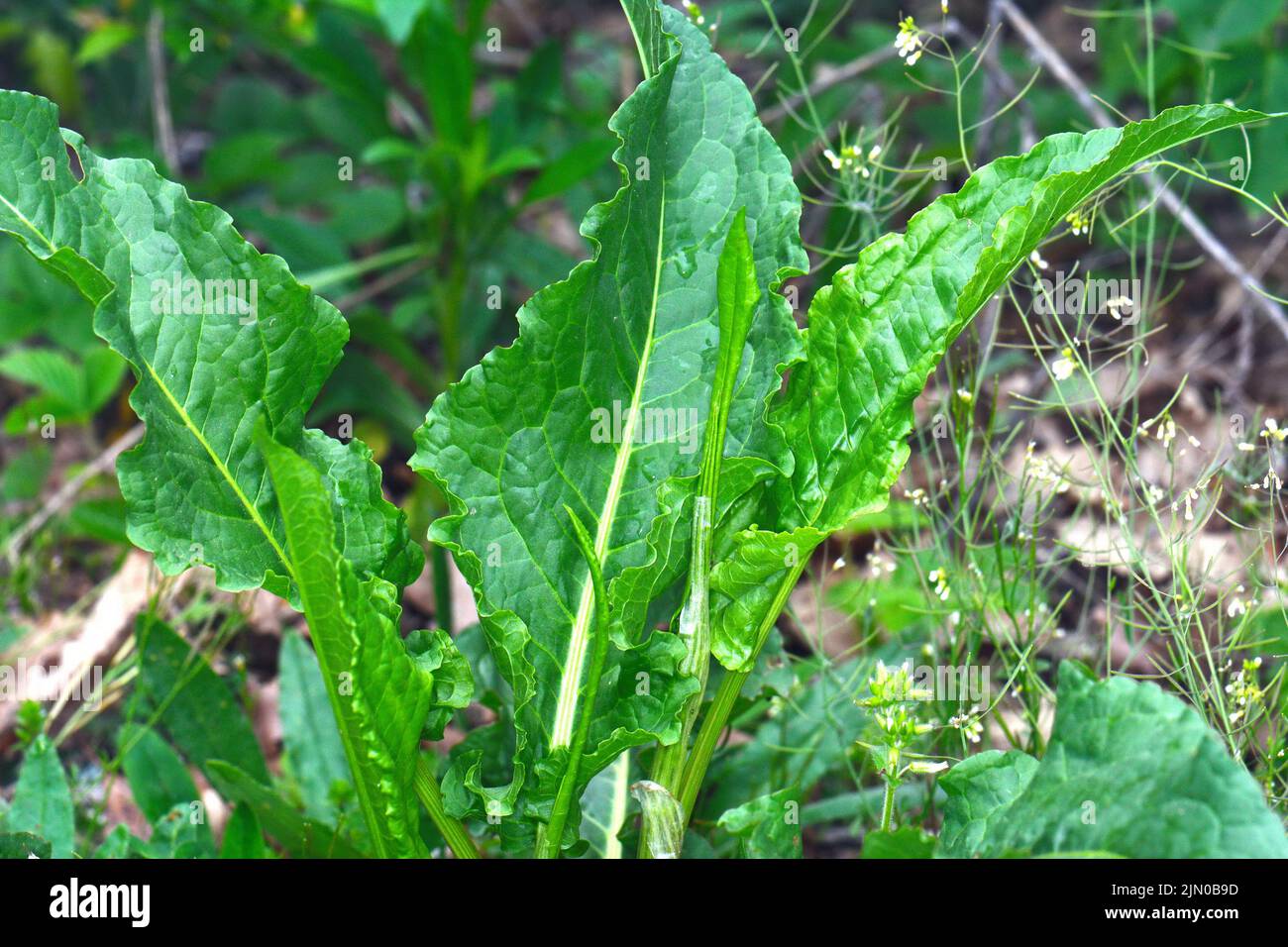Food from nature. Rumex patientia, known as patience dock, garden