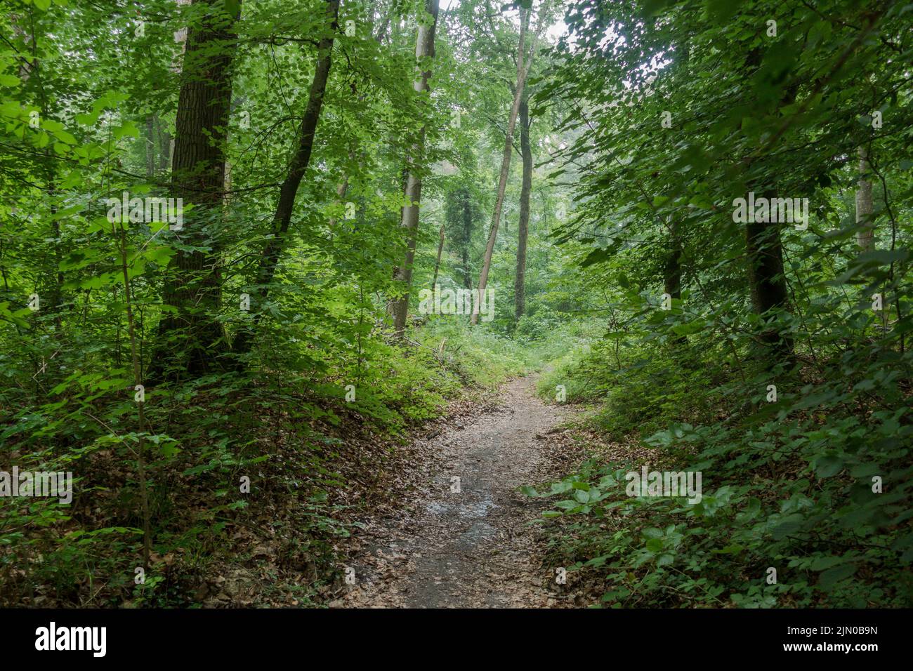 Deciduous Path Path, trail through a lush deciduous forest in France Stock Photo - Alamy