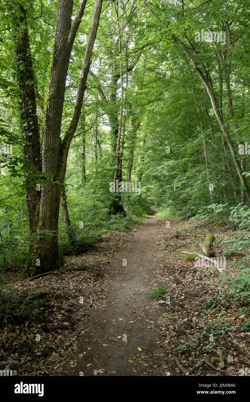 Path, trail through a lush deciduous forest in France. Stock Photo