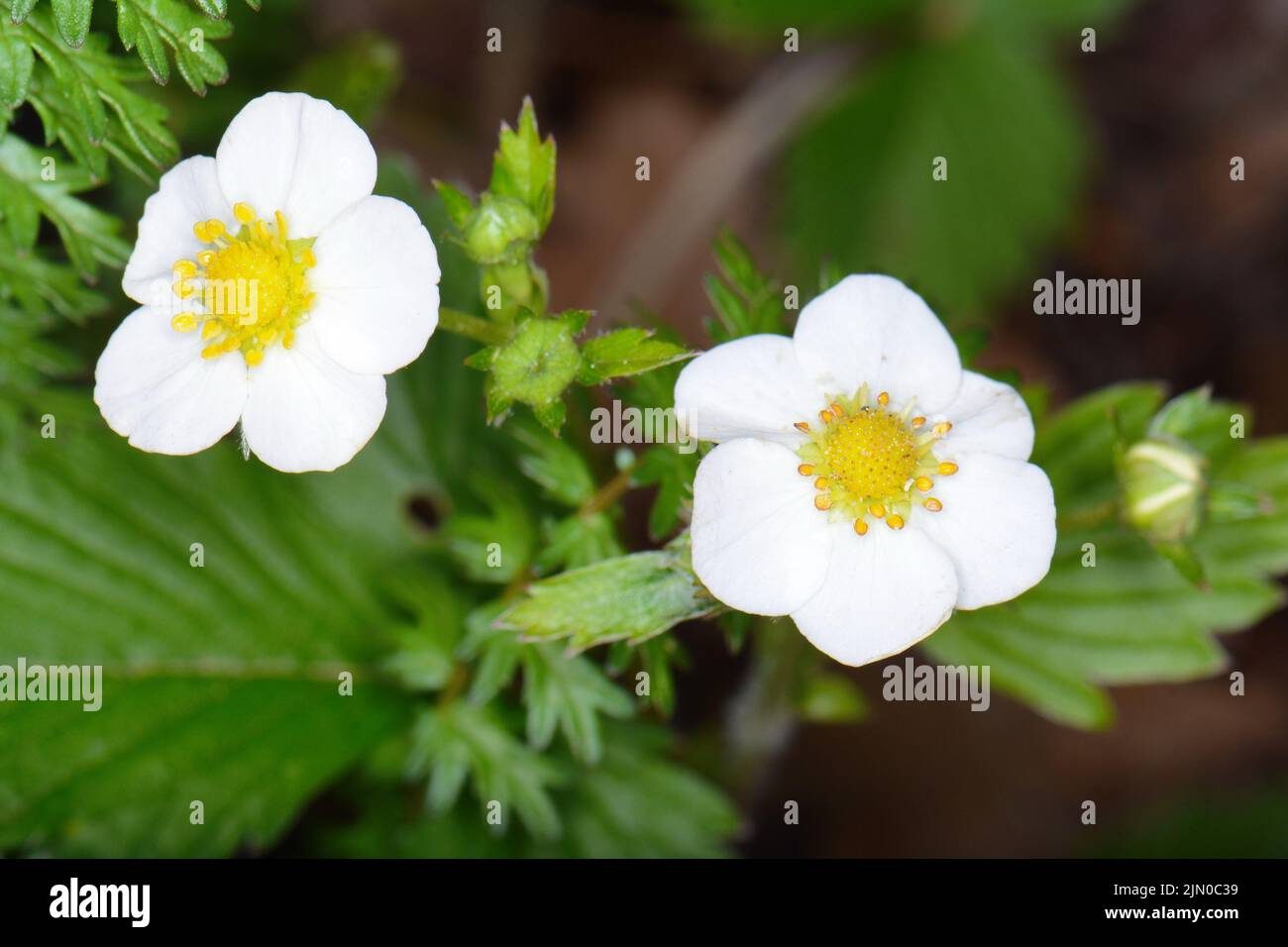 Wild bee strawberry hi-res stock photography and images - Alamy