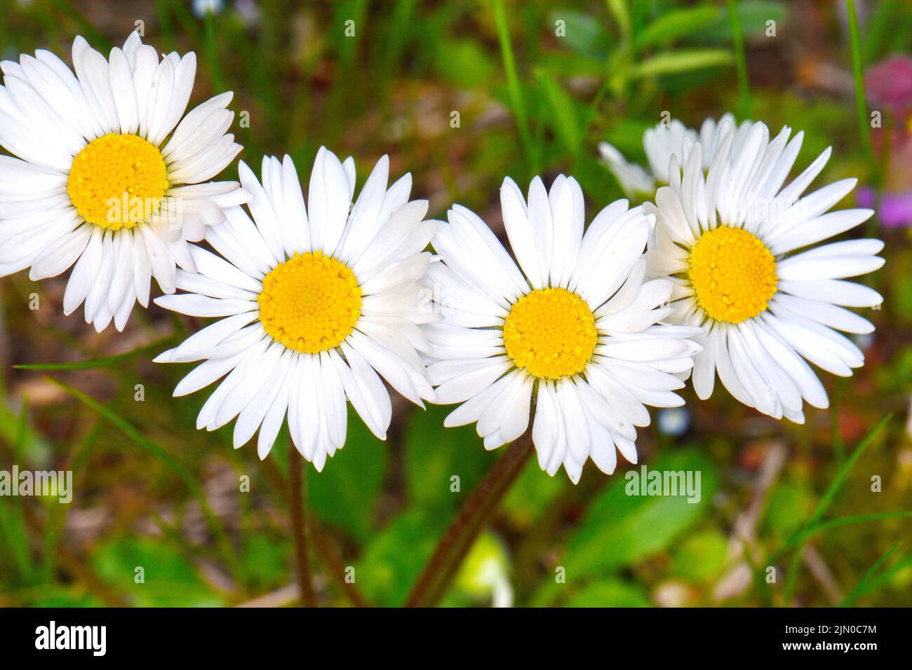 Flowering of daisies. Oxeye daisy, Leucanthemum vulgare, Daisies, Dox