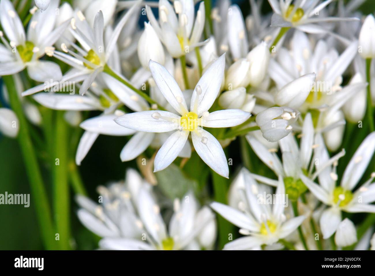 Wild garlic, Allium ursinum. Flowering wild garlic leek (Allium ursine