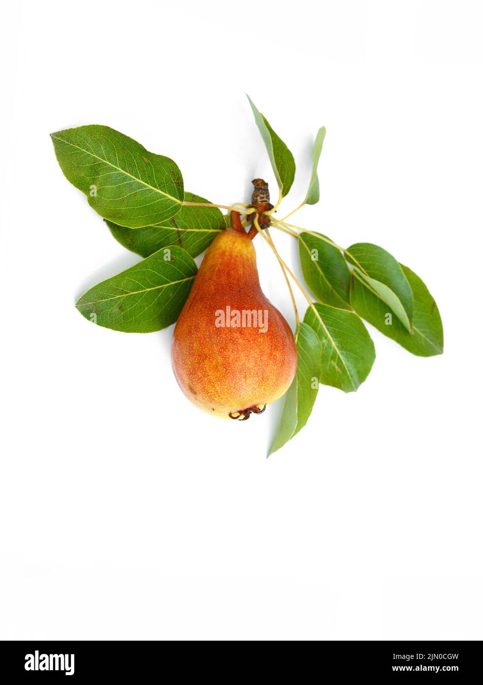 pears with leaves isolated on white background Stock Photo - Alamy