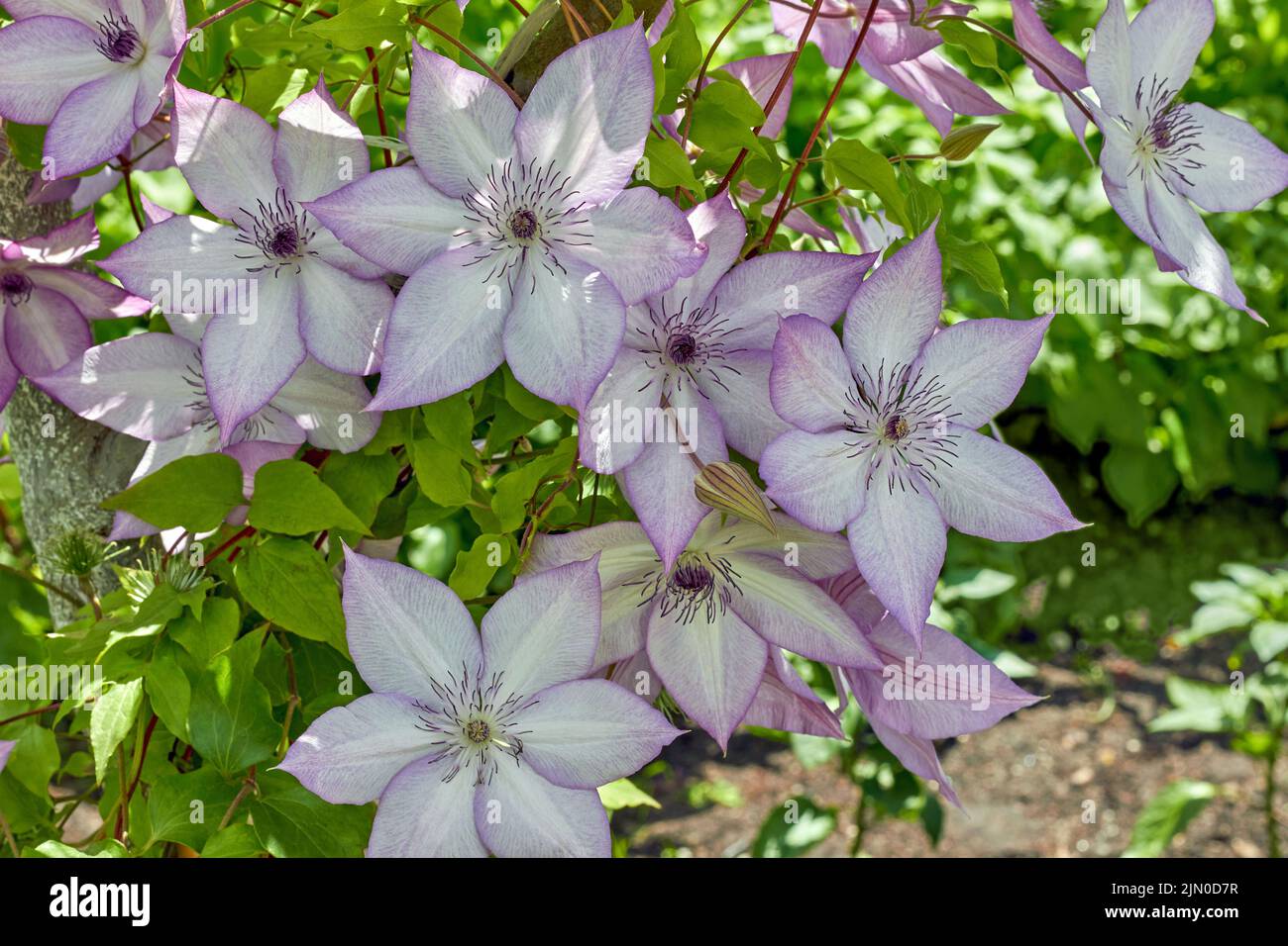 Clematis Blue Ange flowers in sunny green garden or park in summer Stock Photo